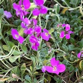 Photo of the plant species Lilacbush by @KeyDamsii73 named Bodhi on Greg, the plant care app