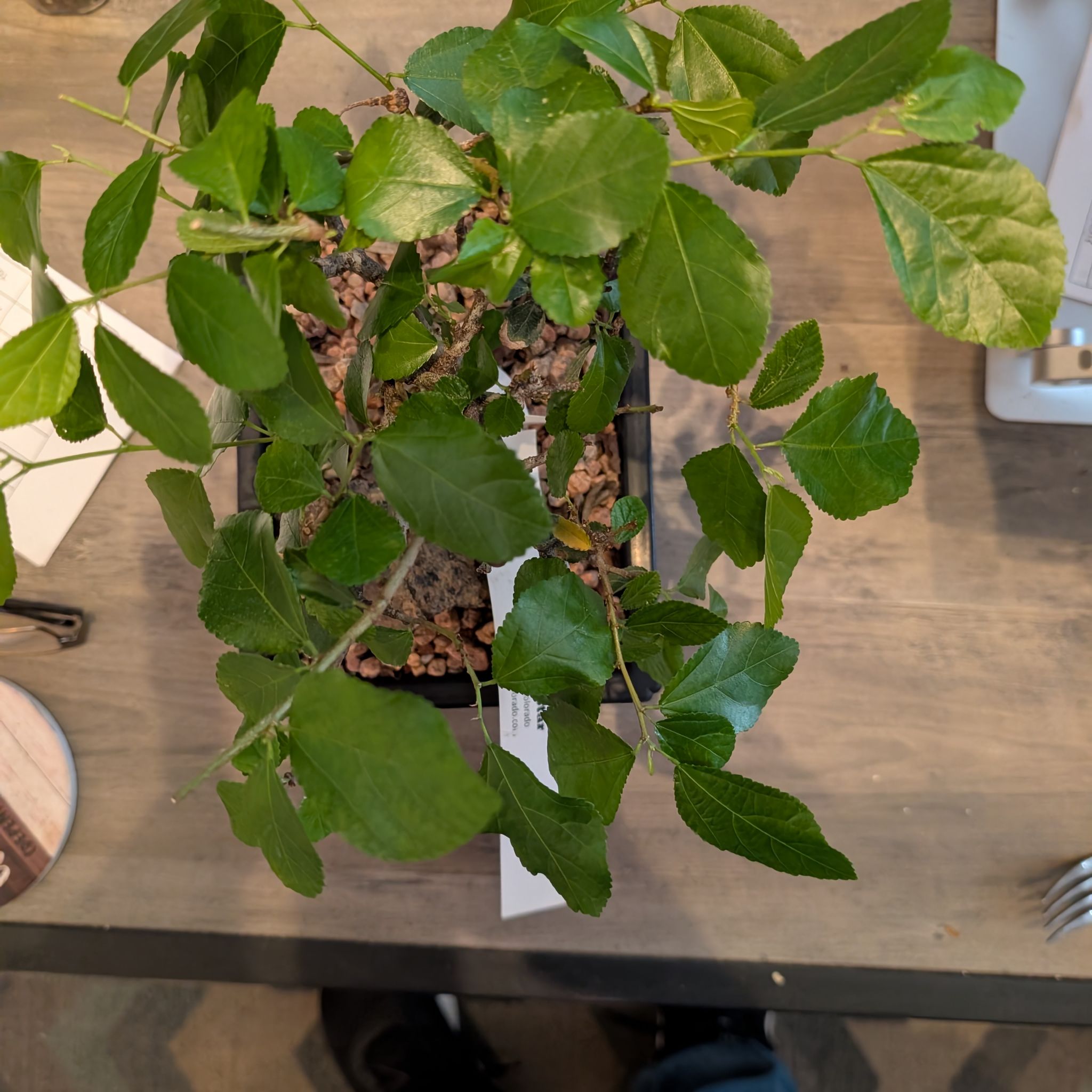 Photo of the plant species Crossberry by @sagegoodness named Laverne on Greg, the plant care app