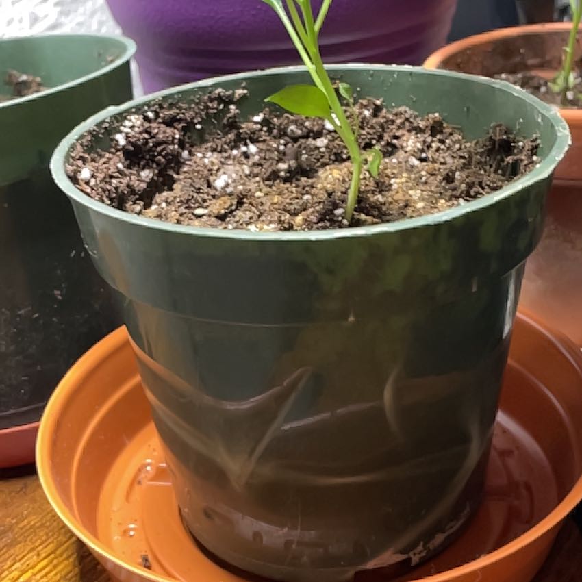 Photo of the plant species Scotch Bonnet Pepper by @twinkletoez named Bonnie on Greg, the plant care app