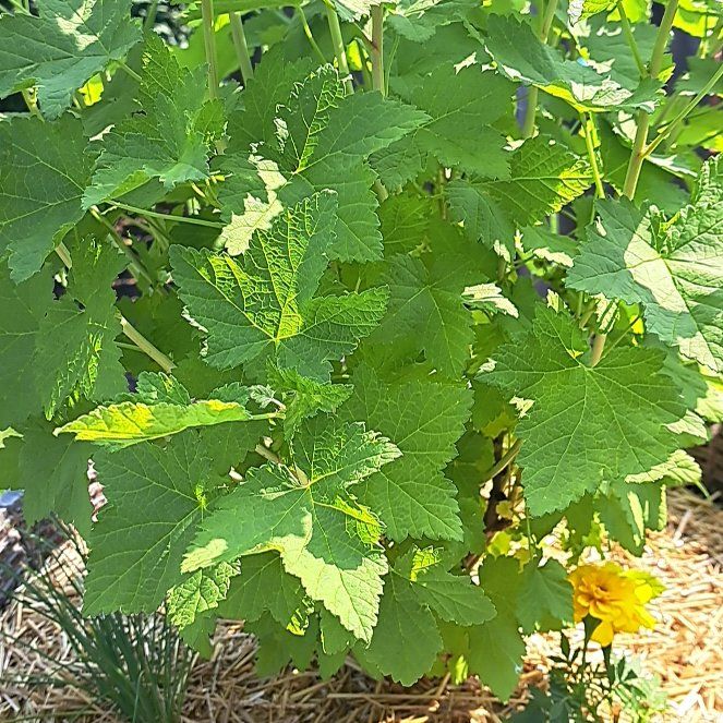 Photo of the plant species Red Currant by @HeroLarkspur49 named Harmony on Greg, the plant care app