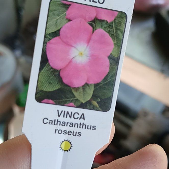 Photo of the plant species Madagascar Periwinkle 'Titan Rose Halo' by @PureBokchoi73 named Chelsea on Greg, the plant care app