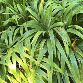 Photo of the plant species Florida Thatch Palm by @SizableRedmint named Walt on Greg, the plant care app