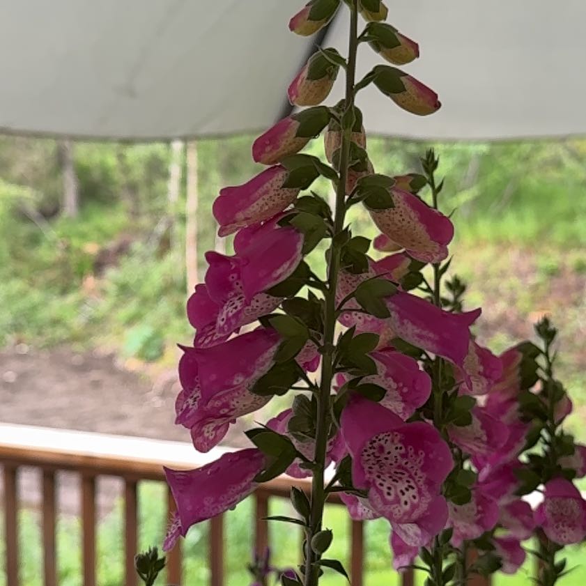 Photo of the plant species Digitalis Purpurea by @DotingGuepinia named Tree Diddy on Greg, the plant care app