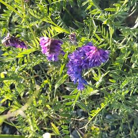 Photo of the plant species Tufted Vetch by @DotingGuepinia named da Vinci on Greg, the plant care app