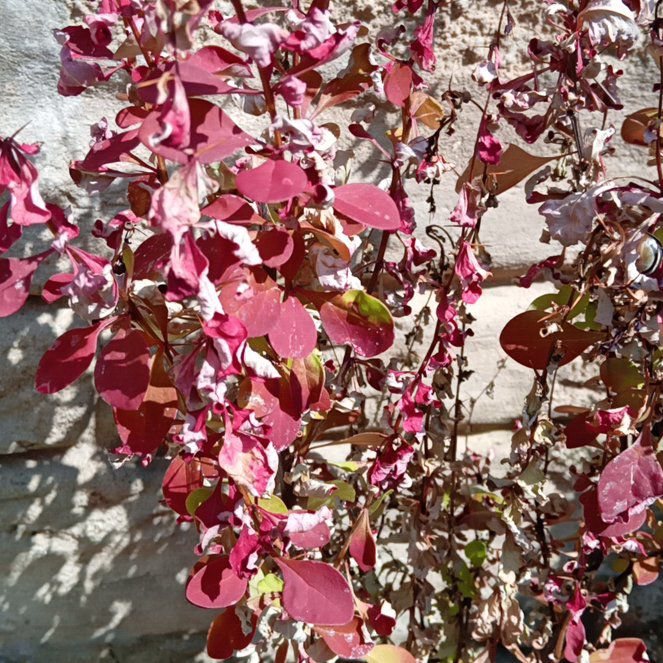 Photo of the plant species Garden Orache by @GnarlySilverspa named Queen on Greg, the plant care app
