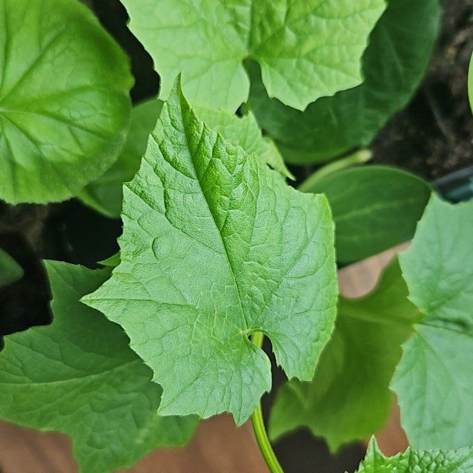 Photo of the plant species Ampalaya by @SelectZelkova20 named Harry on Greg, the plant care app