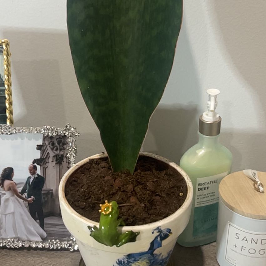 Photo of the plant species Whale Fin 'Black' by @Pgrasso named Morgan on Greg, the plant care app