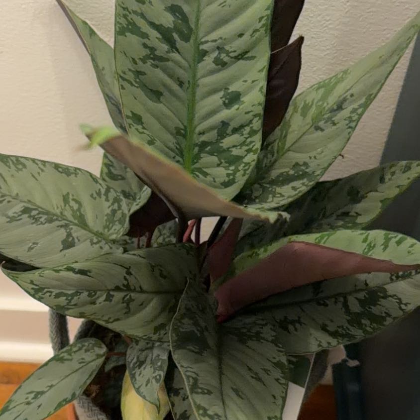Photo of the plant species Apoballis acuminatissima 'Lavallaei' by @Pgrasso named Kobe on Greg, the plant care app