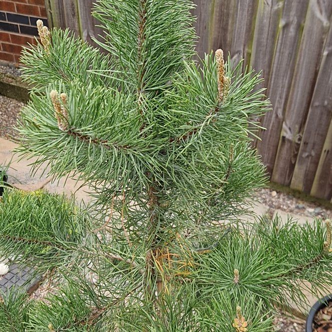Photo of the plant species Scots Pine by @PrimalFeijoa63 named Tolkien on Greg, the plant care app