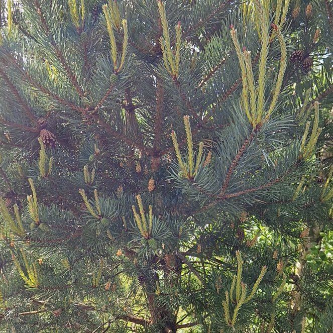 Photo of the plant species Crimean Pine by @PrimalFeijoa63 named Tree Diddy on Greg, the plant care app