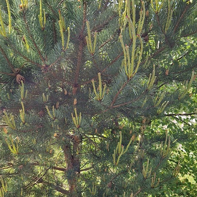 Photo of the plant species Lodgepole Pine by @PrimalFeijoa63 named Captain Plant-it on Greg, the plant care app