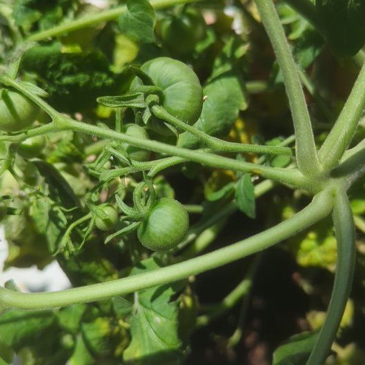 Photo of the plant species Tomato 'Tiny Tim' by @BigPilea11 named Robert Plant on Greg, the plant care app