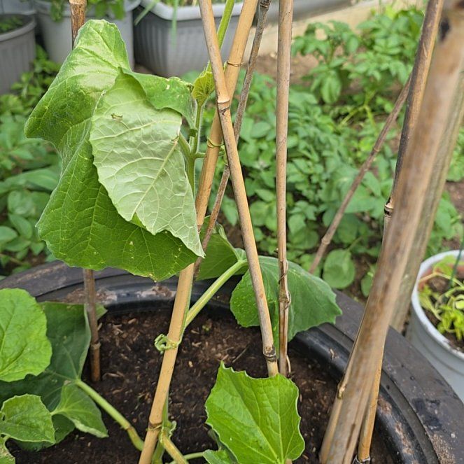 Photo of the plant species Gray Gourd by @HipWaterlily18 named Gaga on Greg, the plant care app