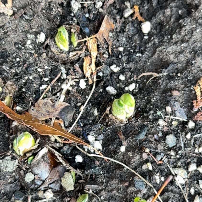 Photo of the plant species Western Skunk Cabbage by @LuckyWildlime named Kendall on Greg, the plant care app