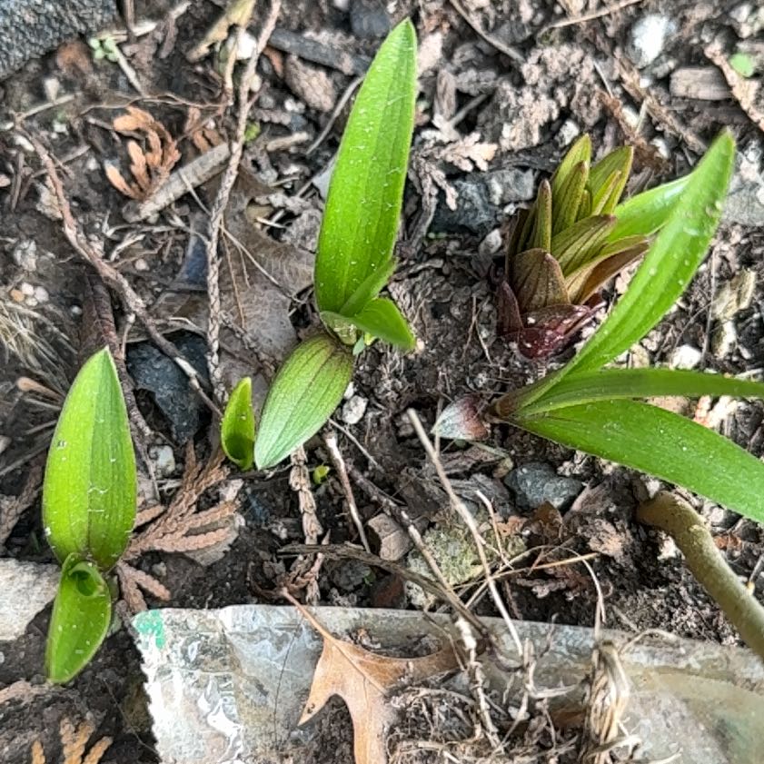 Photo of the plant species Lady's-Slipper Orchid by @LuckyWildlime named Coco on Greg, the plant care app
