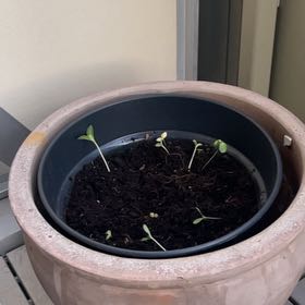 Photo of the plant species Zinnia by @SubtleBarley83 named Luna on Greg, the plant care app