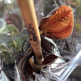 Photo of the plant species Siberian Iris by @GoldMiro90 named Fernie Saunders on Greg, the plant care app