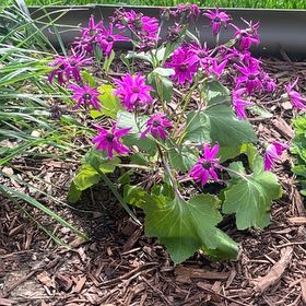 Photo of the plant species Lunaria Annua by @SwiftFlax80 named Fernie Saunders on Greg, the plant care app
