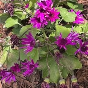 Photo of the plant species Hooded-Leaf Pelargonium by @SwiftFlax80 named Clooney on Greg, the plant care app