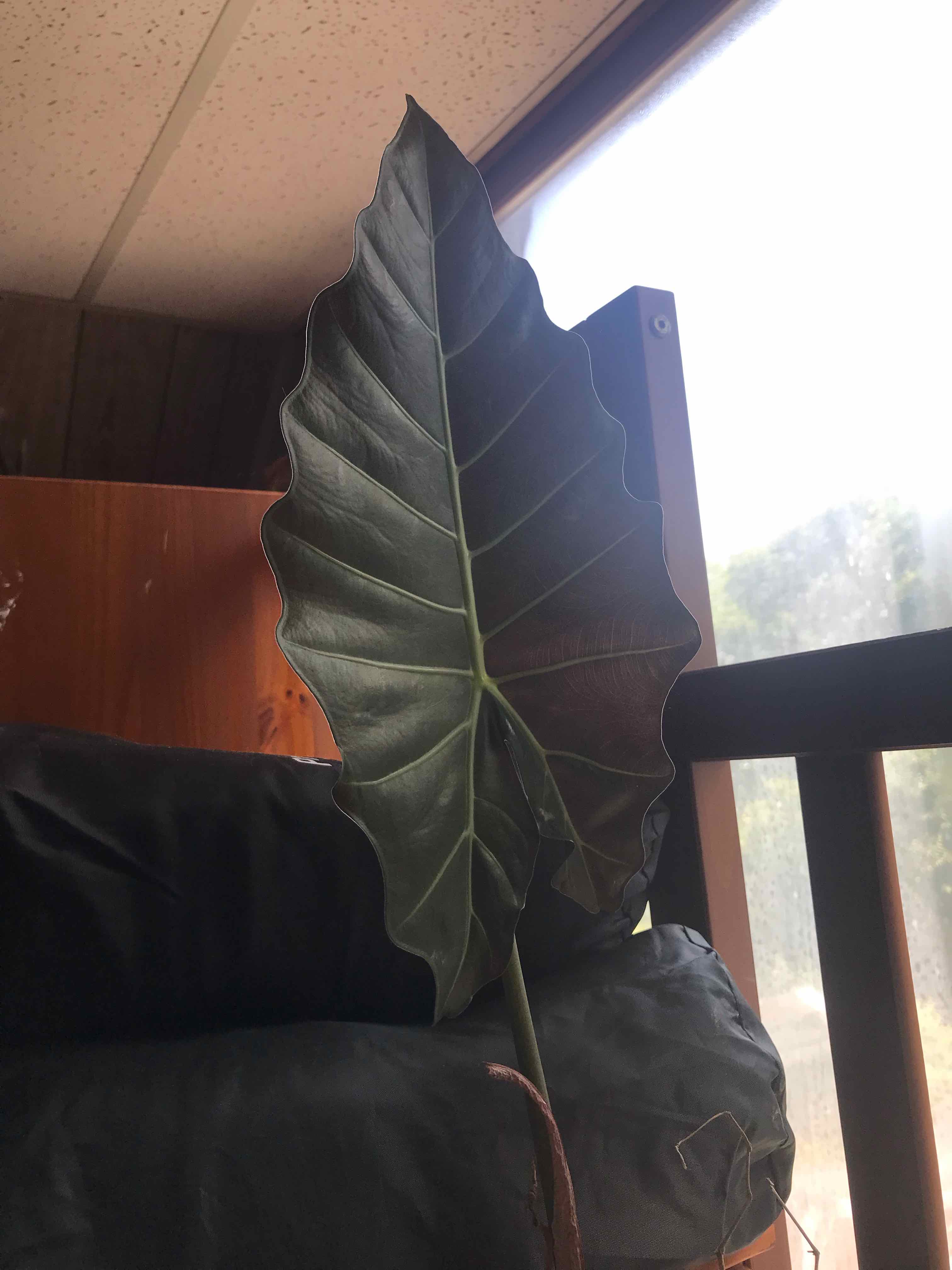 A healthy New Guinea Shield plant leaf against an indoor background.