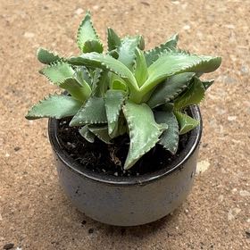 Photo of the plant species Faucaria felina by @PreciseMizuna64 named Delilah on Greg, the plant care app