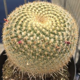 Photo of the plant species Mammillaria muehlenpfordtii by @FabPuka65 named Drake on Greg, the plant care app