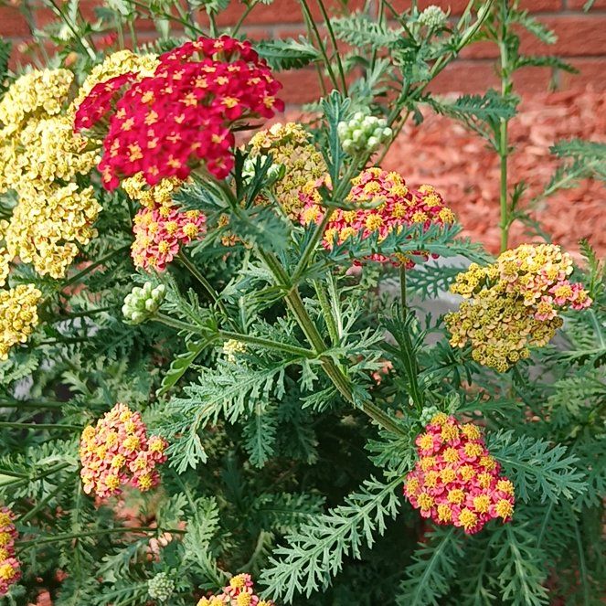 Photo of the plant species Fernleaf Yarrow by @WittyPineviolet named Naomi on Greg, the plant care app