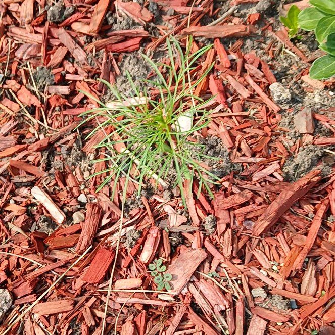 Photo of the plant species Whorled Tickseed by @WittyPineviolet named Foxxy on Greg, the plant care app