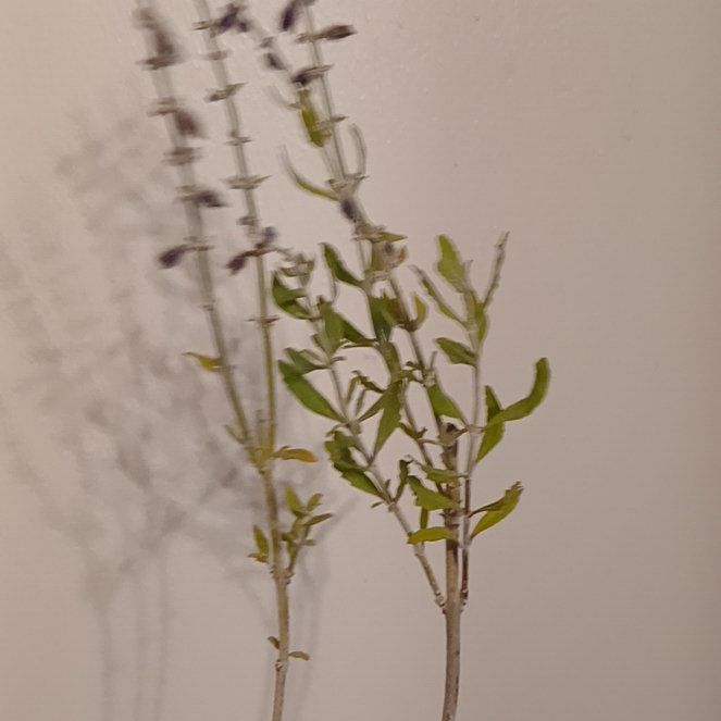 Photo of the plant species Russian Sage by @WittyPineviolet named Orwell on Greg, the plant care app