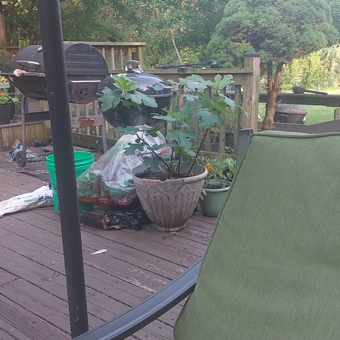 Photo of the plant species Fig by @ExecSeagrape18 named Chicago hardy on Greg, the plant care app