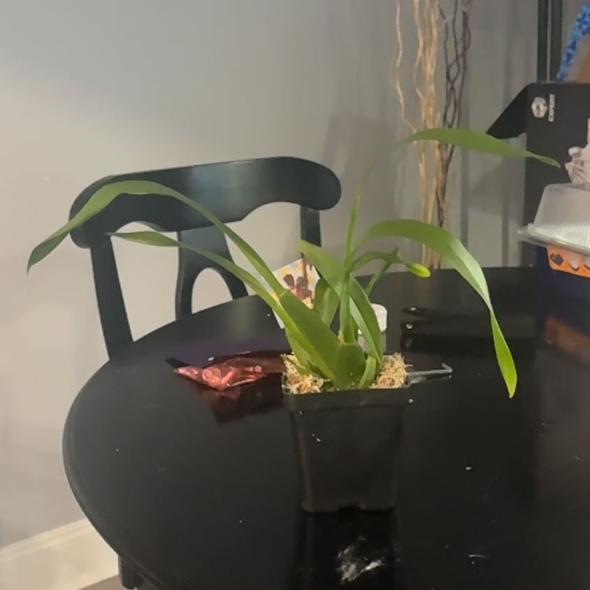 Photo of the plant species Oncidium Hybrid by @Orchidgrow named Tree Diddy on Greg, the plant care app