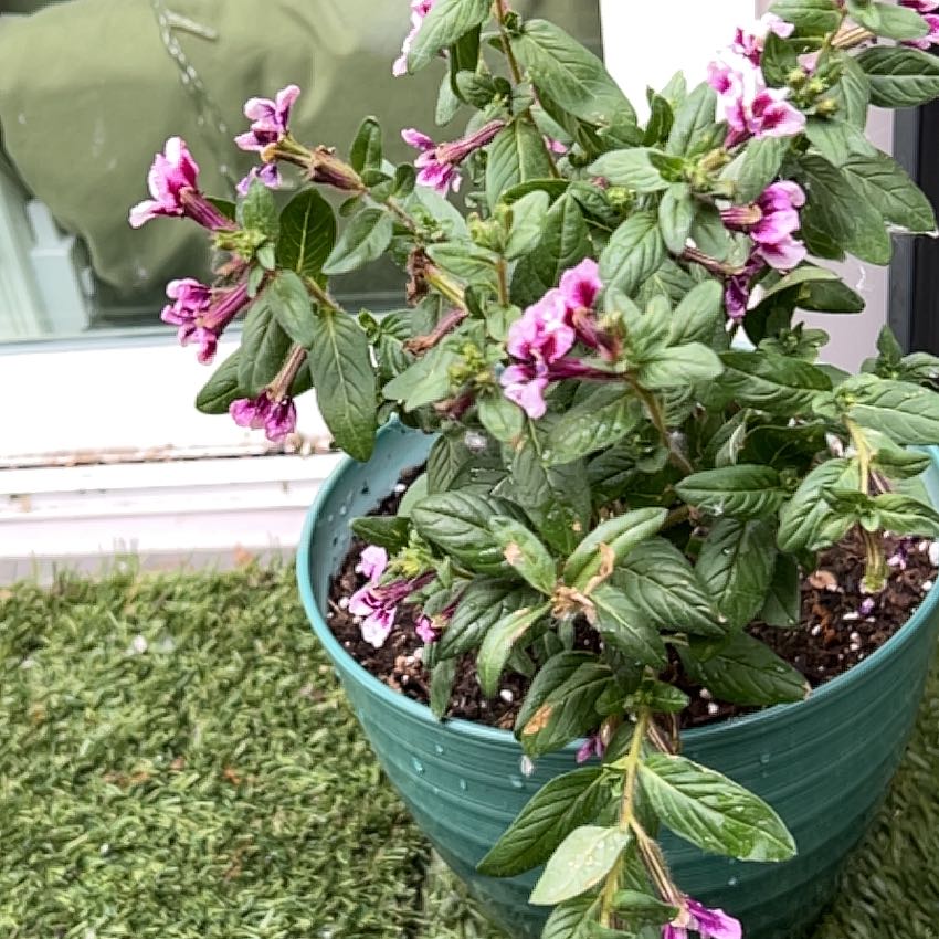 Plant care for Firecracker Plant on Greg, the plant care app