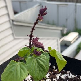 Photo of the plant species Salvia Sizzler Sage by @BotanicalBud named Cassidy, Courtney & Colby on Greg, the plant care app