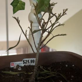 Photo of the plant species weeping fig by @BotanicalBud named Rowan on Greg, the plant care app