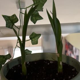 Photo of the plant species Darth Vader Bromiliad by @BotanicalBud named Lola & Delilah on Greg, the plant care app