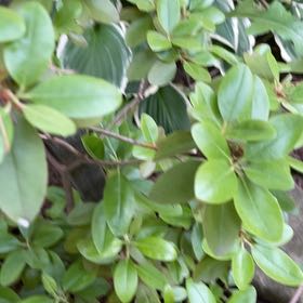 Photo of the plant species Island Marlberry by @CuteMikimiki31 named Nemo on Greg, the plant care app