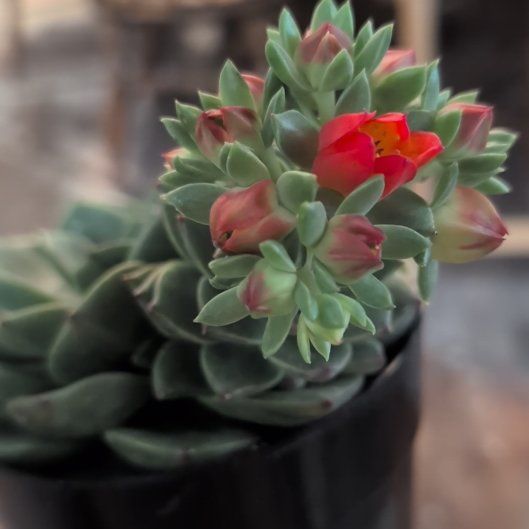 Photo of the plant species Elfstone by @KeyZzplant36 named Succulesaurus on Greg, the plant care app