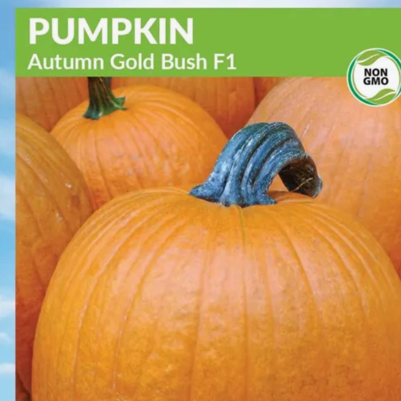 Photo of the plant species Jack O' Lantern Pumpkin by @AceLentil58 named Daphne on Greg, the plant care app