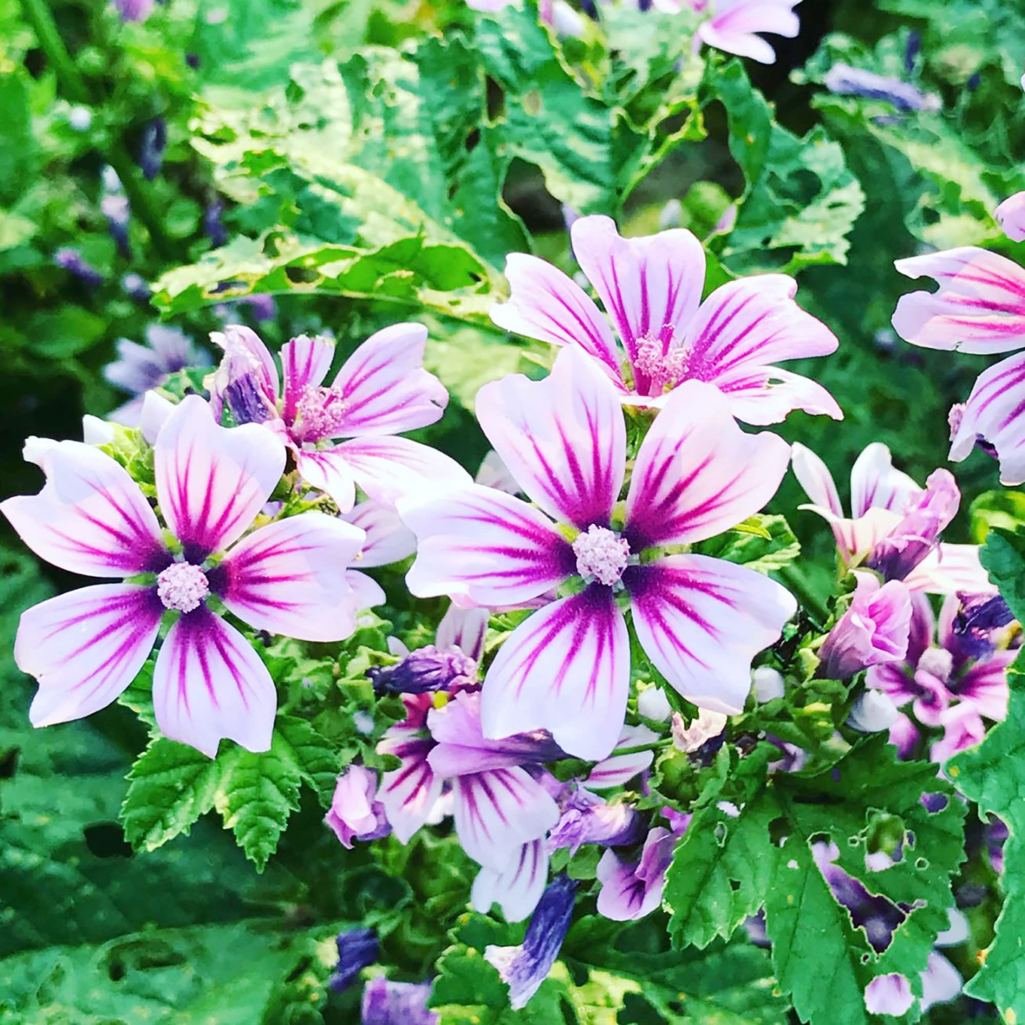 Photo of the plant species Zebra Mallow by @Meg33 named Madonna on Greg, the plant care app