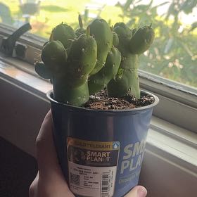 Photo of the plant species Gumby by @HeroineCosmo74 named Demi on Greg, the plant care app