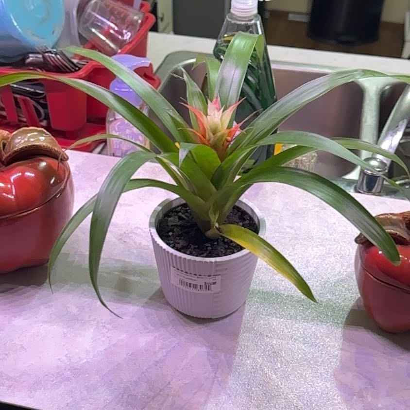 Photo of the plant species Bromeliads by @BubblySkimmia35 named Gomez on Greg, the plant care app