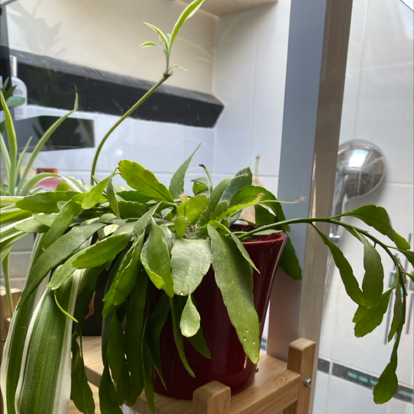 Photo of the plant species Rhipsalis Red Coral by @AdaFausta named Rhipsalis on Greg, the plant care app