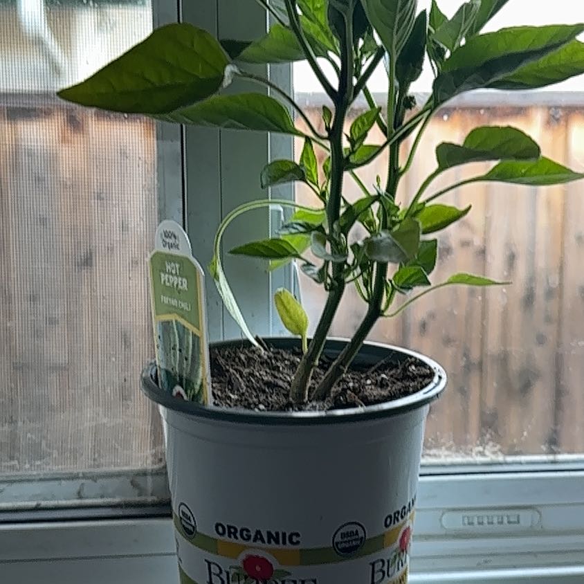Photo of the plant species Fresno Chili by @FitLipandra10 named Darwin on Greg, the plant care app