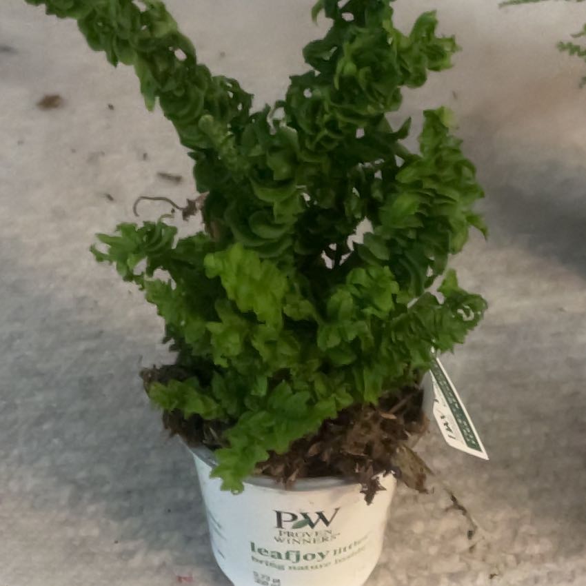 Photo of the plant species Nephrolepis exaltata 'Blue Belle' by @FlashyQuince80 named Nephy on Greg, the plant care app