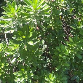 Photo of the plant species beach cabbage by @FlashyQuince80 named Bieber on Greg, the plant care app