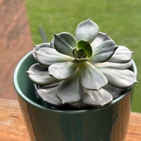 Photo of the plant species Echeveria Marron by @WhizFrithia29 named Judy on Greg, the plant care app