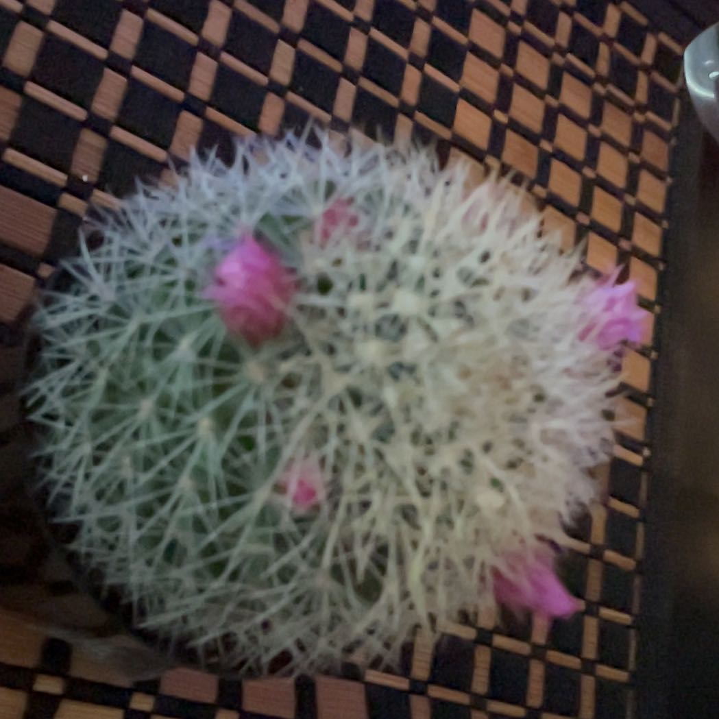 Photo of the plant species Mammillaria spinosissma f. rubrispina by @HelperMyagrum58 named Daisy on Greg, the plant care app