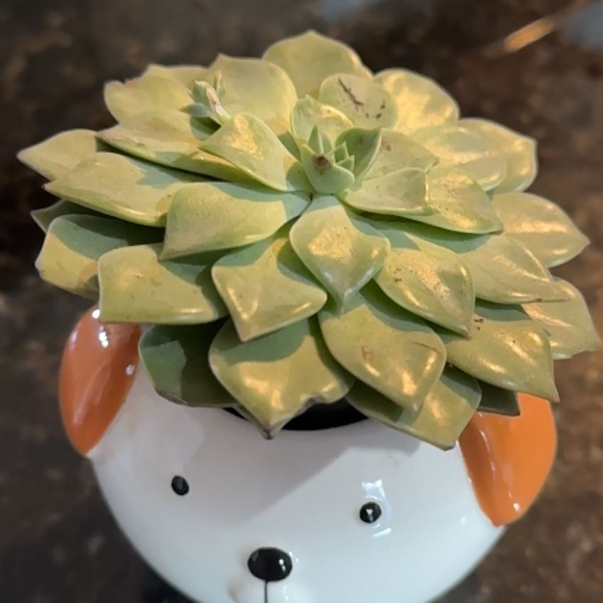 Taciveria 'Tasha' succulent in a dog-shaped pot with minor leaf discoloration.