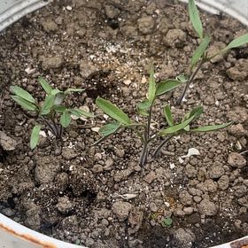 Photo of the plant species Big Beef Tomato by @PoshHornwort30 named Bodhi on Greg, the plant care app