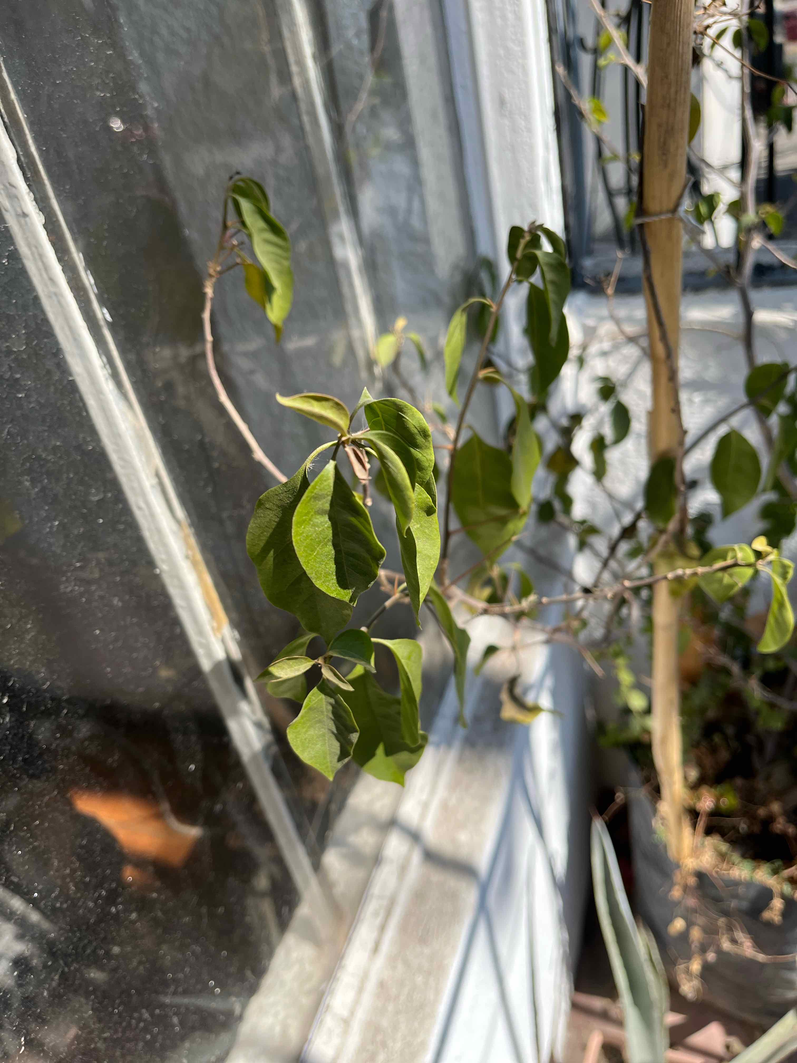 Lesser Bougainvillea plant with green leaves next to a window, no flowers visible.